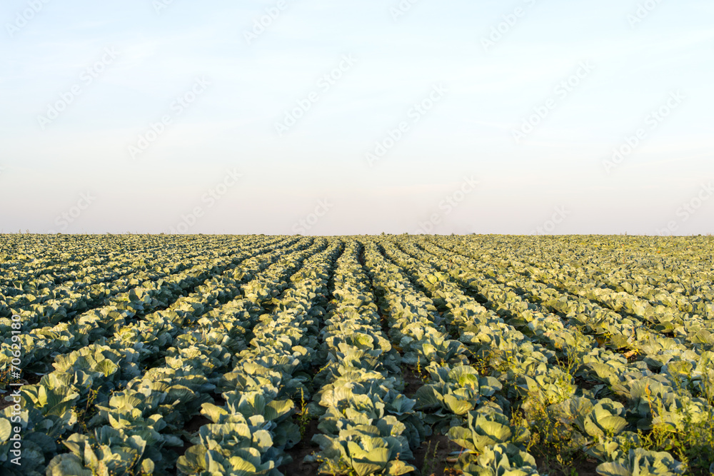 cabbage growing cabbage growing