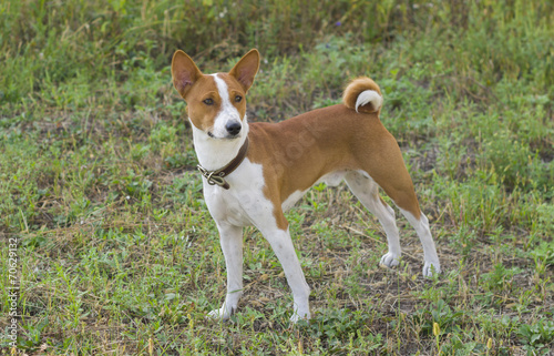 Cute Basenji dog - troop leader