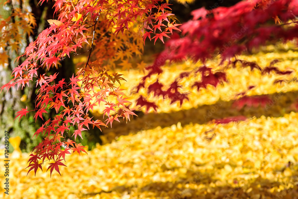 Autumn Colors in Eikando Temple, Kyoto, Kansai, Japan Autumn Colors in Eikando Temple, Kyoto, Kansai, Japan