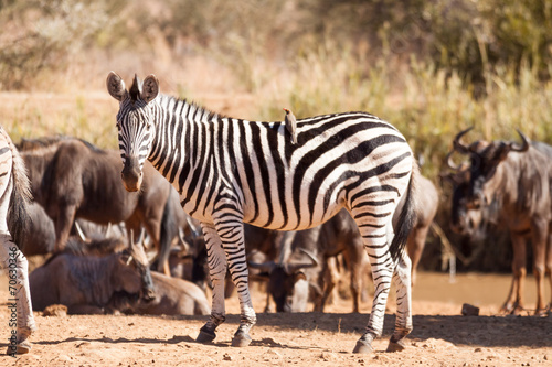 Fototapeta Naklejka Na Ścianę i Meble -  A wild Burchells Zebra standing amongst a herd of wildebeest