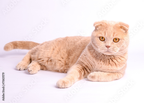 Relaxed scottish fold cat laying on the white background