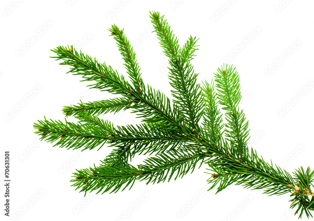 spruce twig