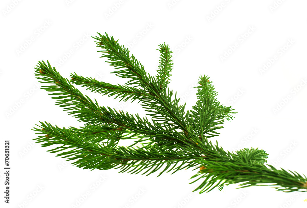 Naklejka premium spruce twig