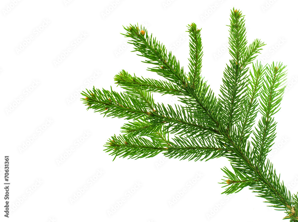 Fototapeta premium spruce twig