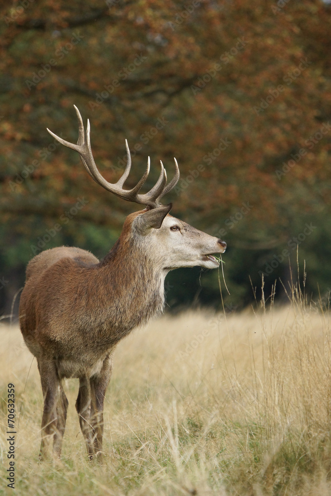 Obraz premium Red Deer, Deer, Cervus elaphus