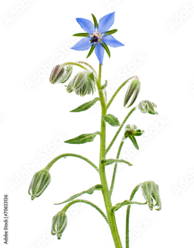 Fototapeta Naklejka Na Ścianę i Meble -  borage