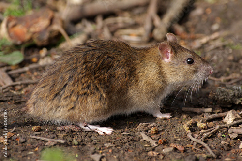 Brown Rat - Rattus norvegicus © wildlifesnapper