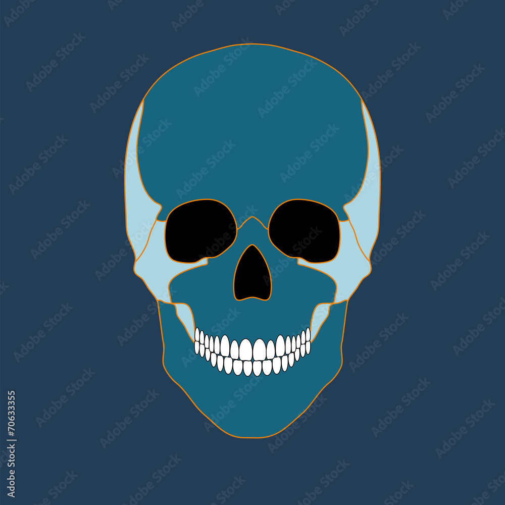 Fototapeta premium Vector illustration of colored skull