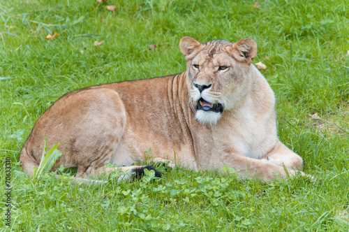 female lion lying lazy in the lawn