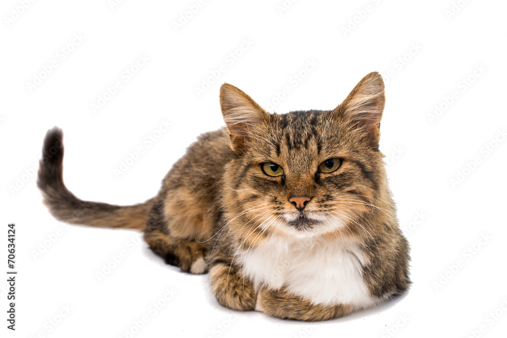 Obraz premium cat isolated