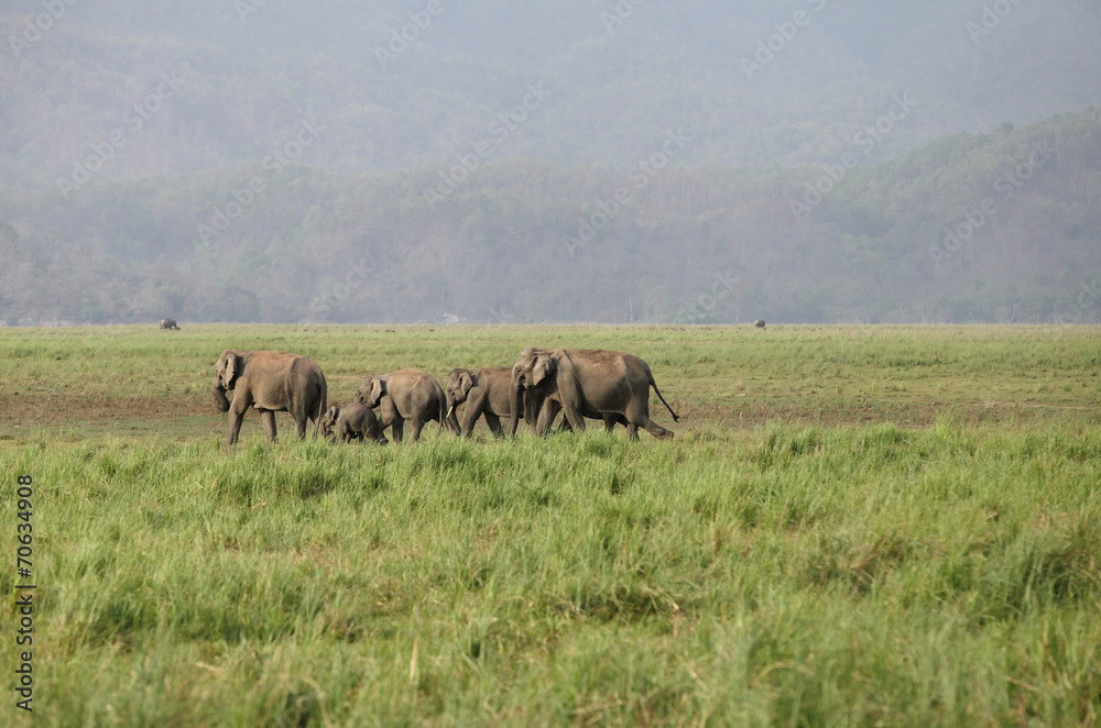 A group of elephants in the grassland