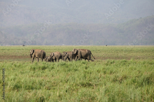 A group of elephants in the grassland