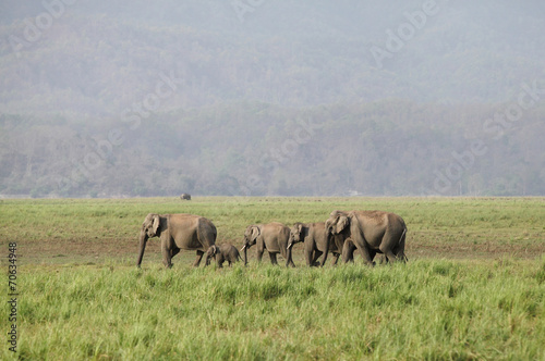 Sticker A herd of Asiatic elephants