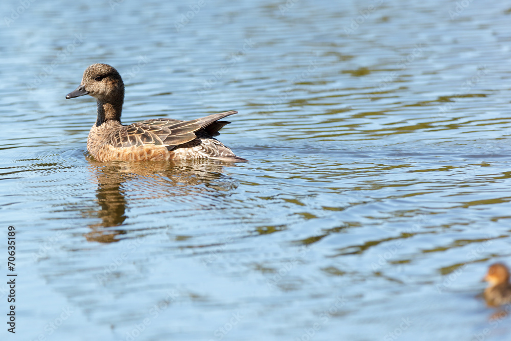 Anas penelope, Eurasian Wigeon. Anas penelope, Eurasian Wigeon.