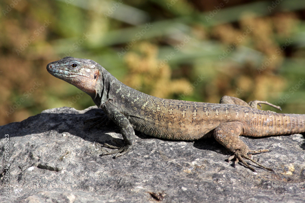 Gran Canaria Lizard - Gallotia stehlins Gran Canaria Lizard - Gallotia stehlins