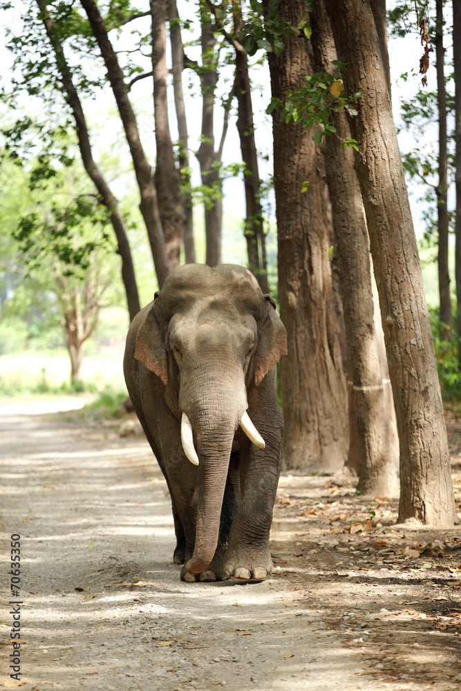Fototapeta premium A tusker on the jungle road
