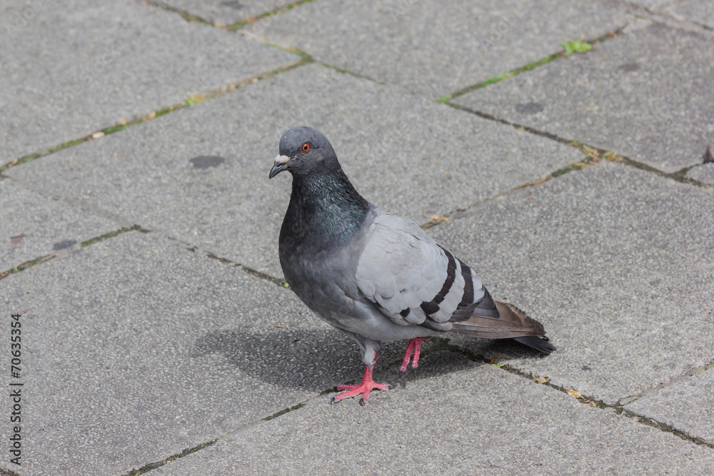Obraz premium Stadttaube