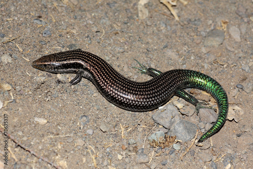 Gran Canaria Skink - Chalcides sexlineatus