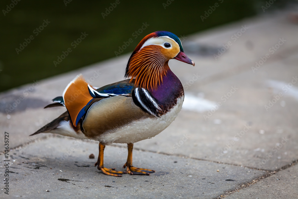 Colorful duck Colorful duck