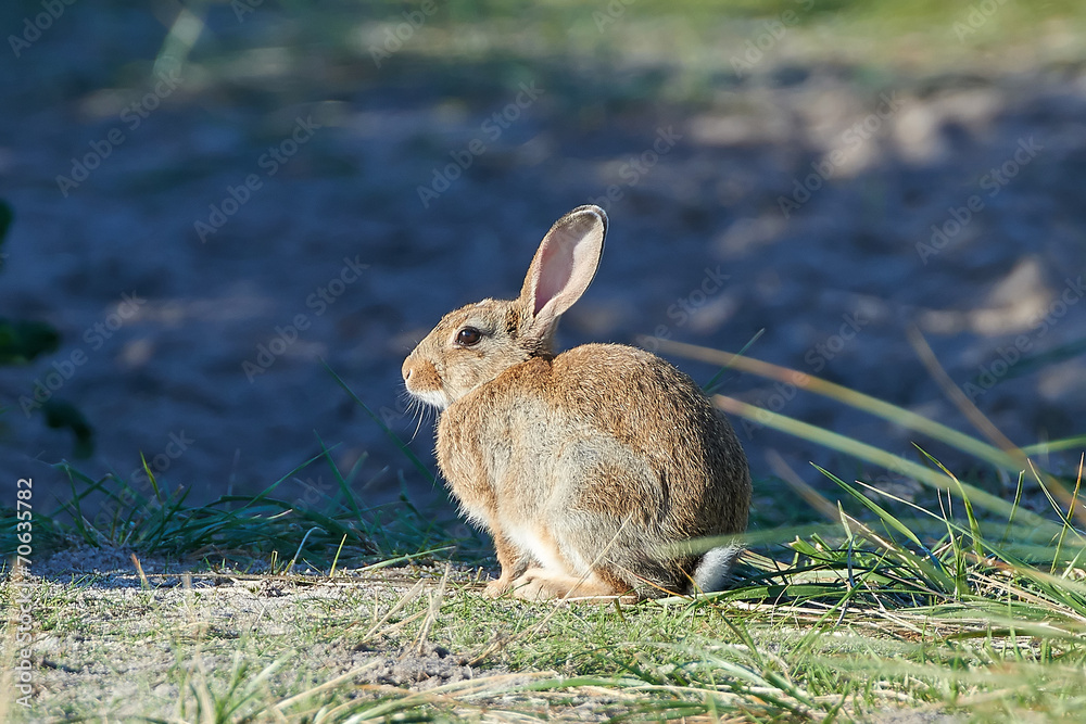 Fototapeta premium European hare (Lepus europaeus)
