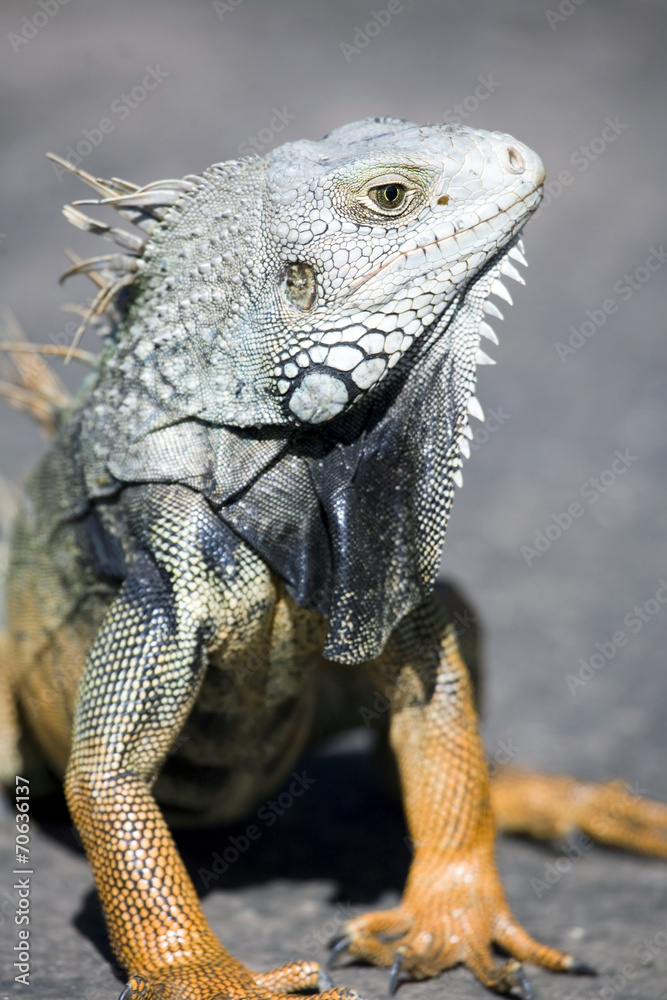 Green male iguana