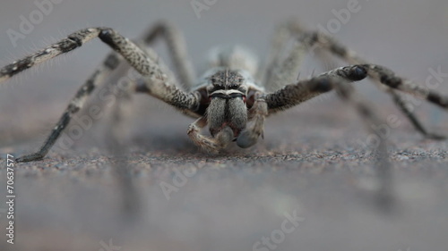 Common rain spider grooming itself on brick pavement