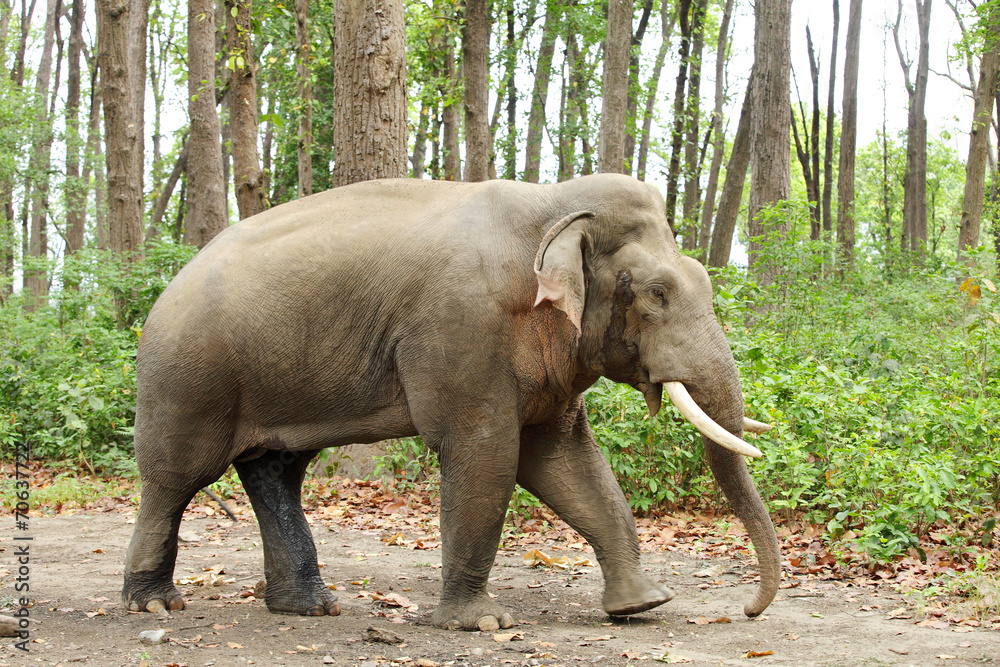 Obraz premium A musth tusker walking