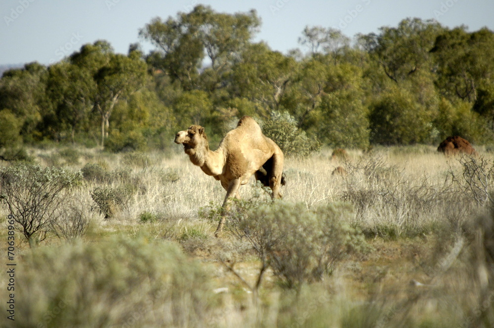 Naklejka premium Kamele in der Wüste in Westaustralien