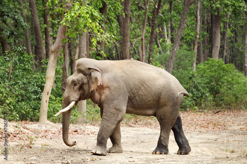 A side view of massive tusker in musth photo