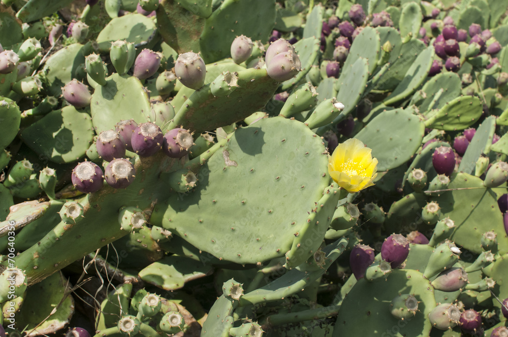 Yellow flower of green bloomy cactus closeup Yellow flower of green bloomy cactus closeup
