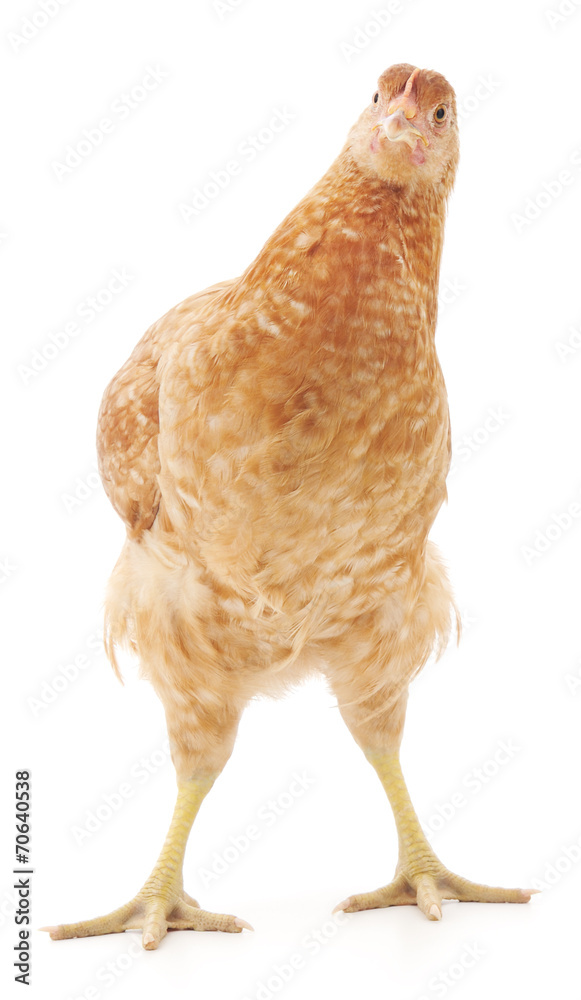 Fototapeta premium brown hen