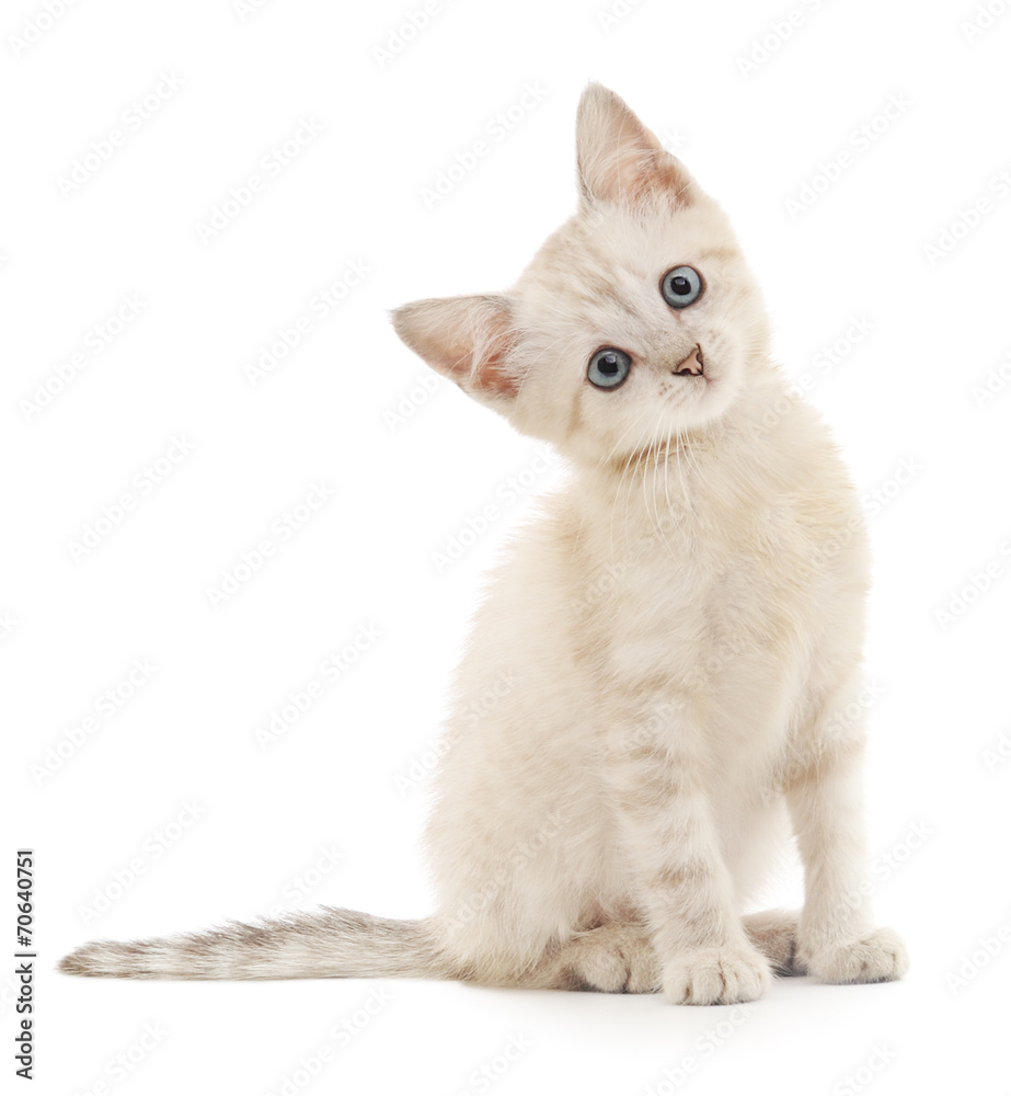 Obraz premium Kitten on a white background