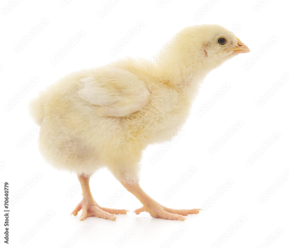 Fototapeta premium Small chicken