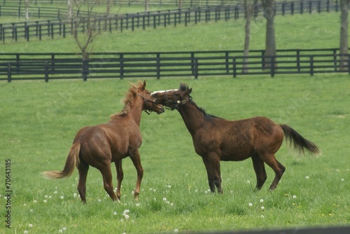 Thoroughbred yearlings playing