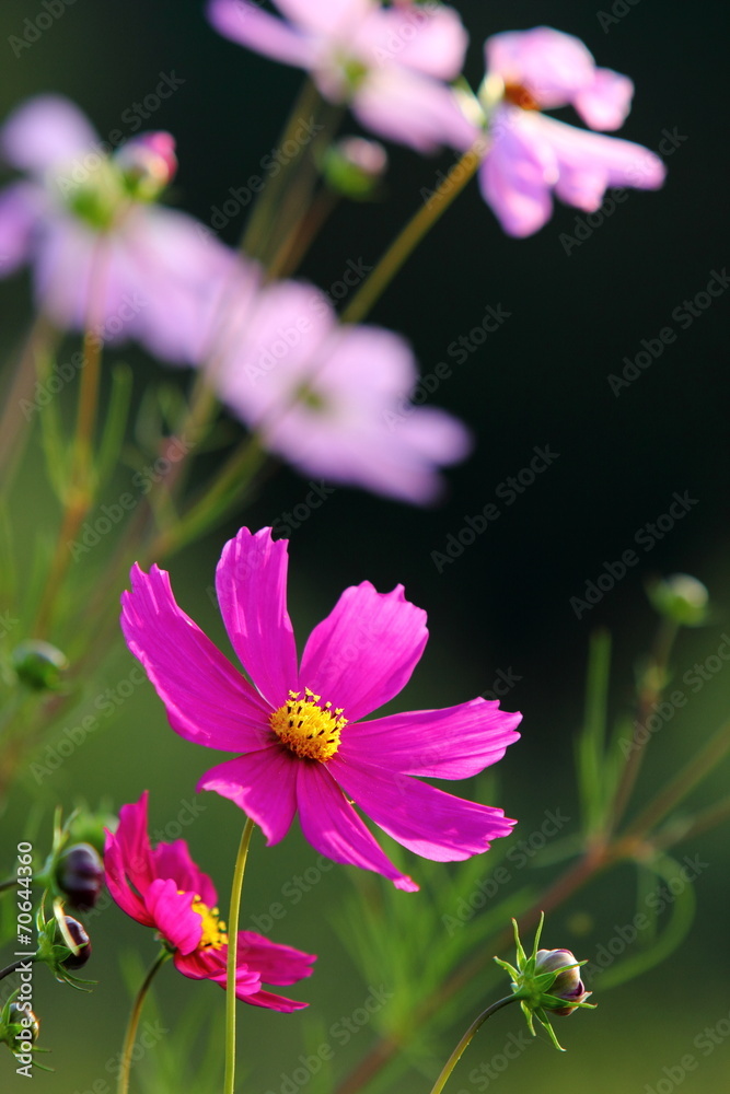 Fototapeta premium コスモス
