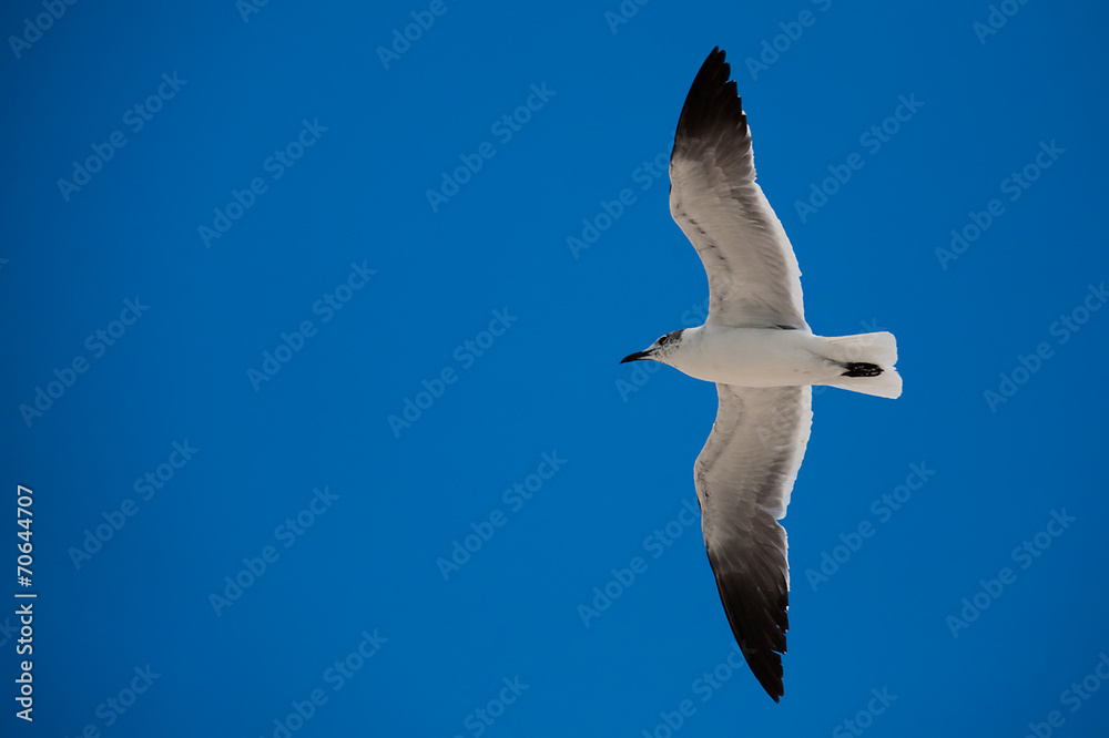 Seagull Seagull