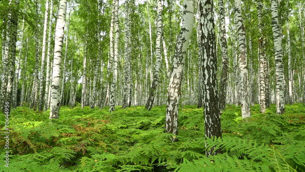 nice summer birch forest - slider dolly shot nice summer birch forest - slider dolly shot