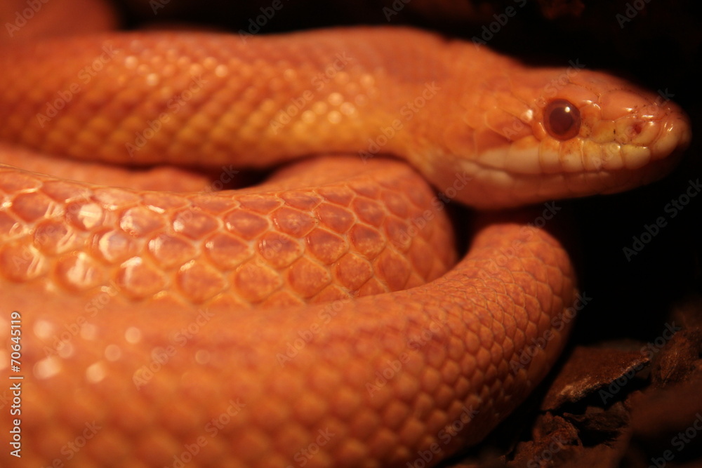 Grass Snake is molting - Ringelnatter Grass Snake is molting - Ringelnatter