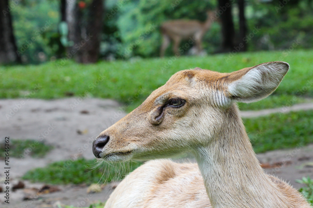 Obraz premium Female Eld's deer