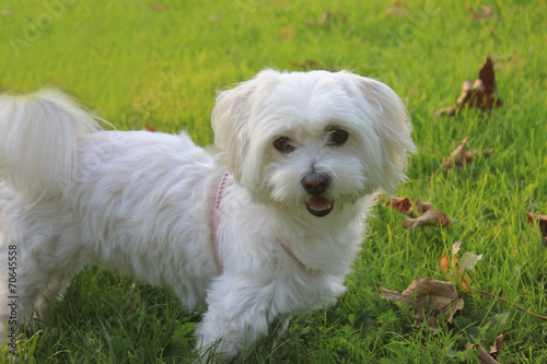 Fotografia Malteser - Maltese - West Higland Terrier half-breed