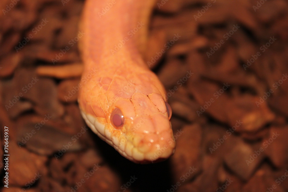Fototapeta premium Grass Snake is molting - Ringelnatter