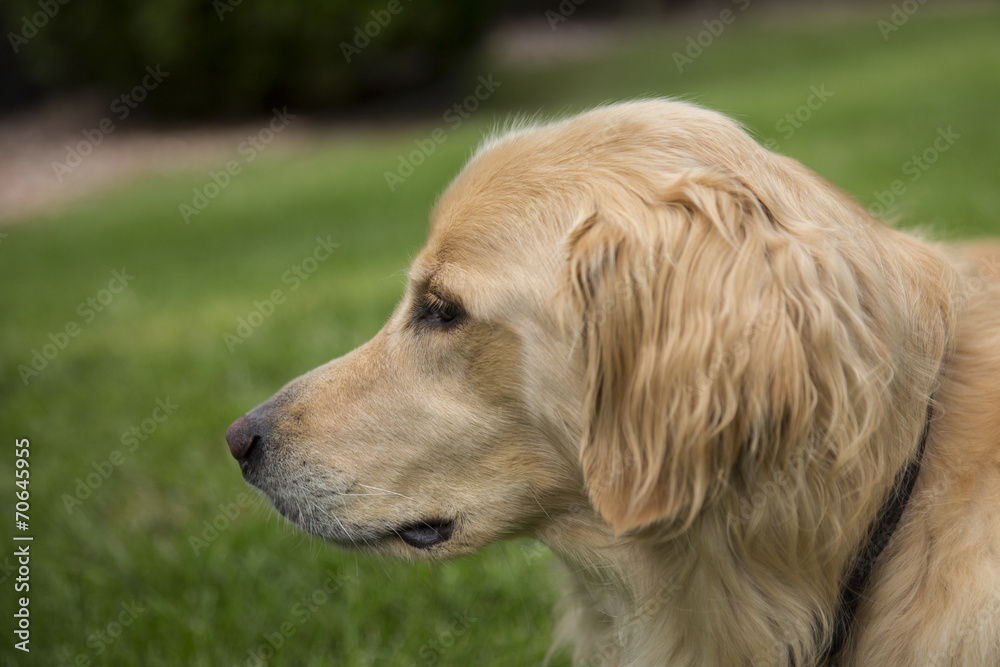 Side view of a young Golden Retreiver Side view of a young Golden Retreiver