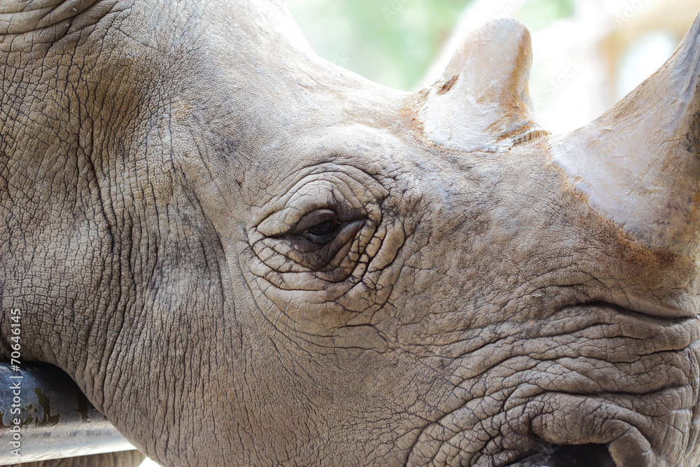 Obraz premium huge rhino