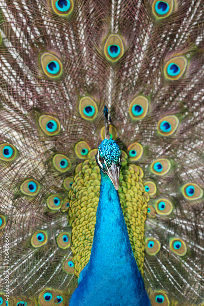 Obraz premium Portrait of beautiful peacock with feathers out