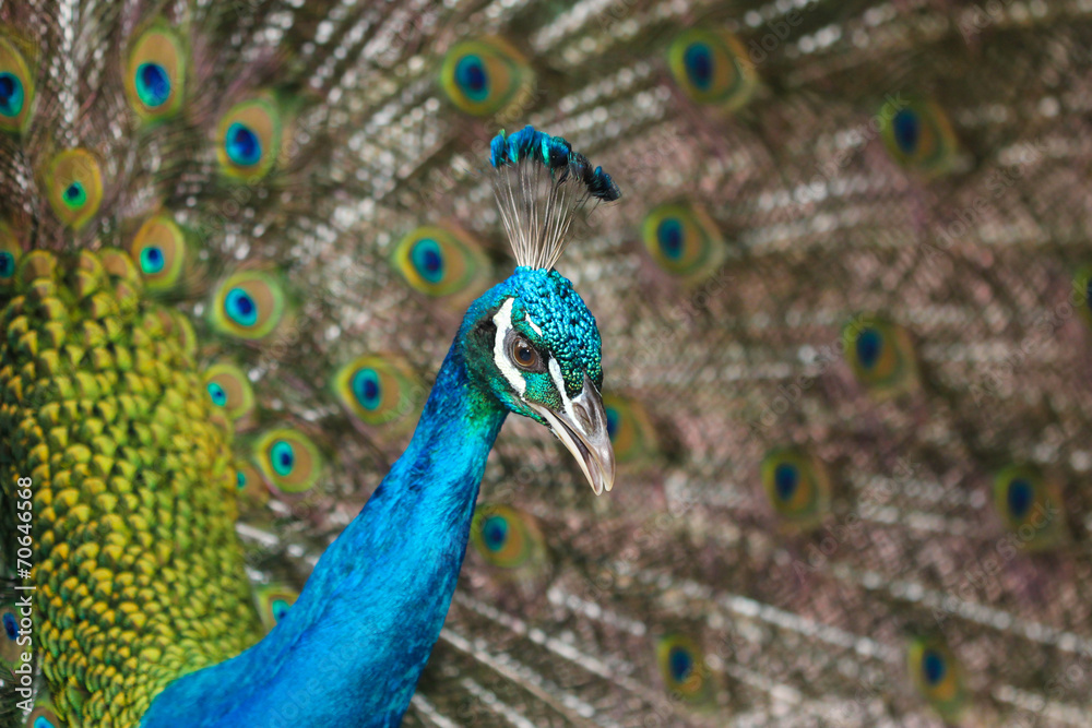 Portrait of beautiful peacock with feathers out Portrait of beautiful peacock with feathers out
