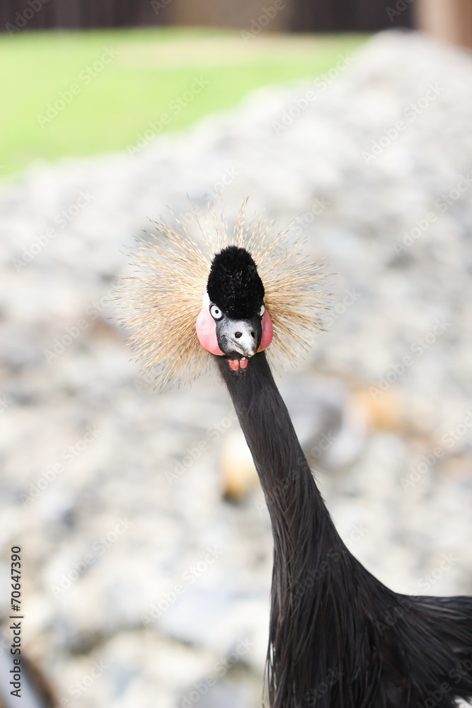 Fototapeta premium Beautiful crowned crane with blue eye and red wattle