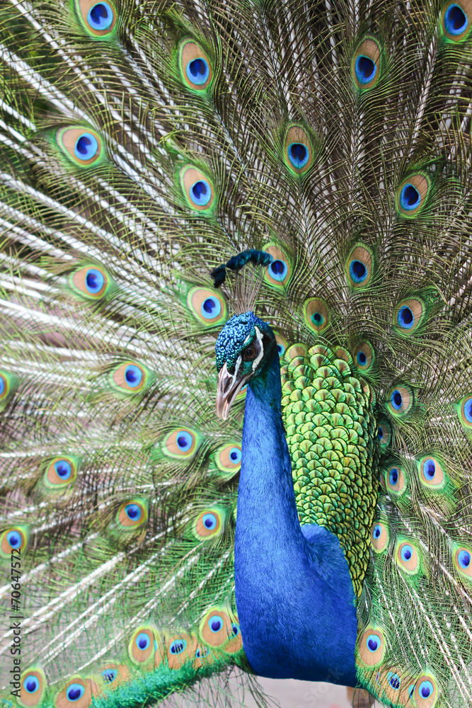 Obraz premium Portrait of beautiful peacock with feathers out