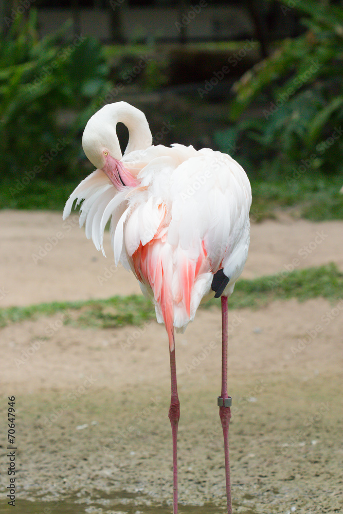 Greater Flamingo (Phoenicopterus roseus) Greater Flamingo (Phoenicopterus roseus)