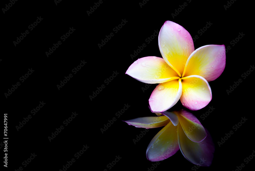 Naklejka premium Plumeria flower on a black background