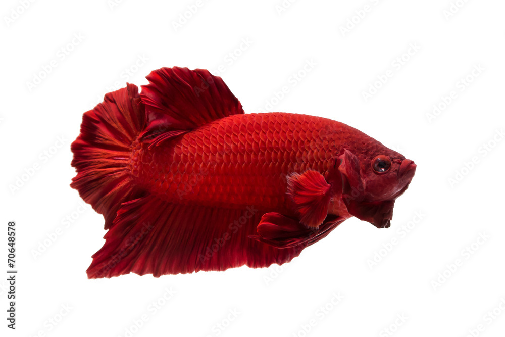 Fototapeta premium siamese fighting fish , betta isolated on white background.